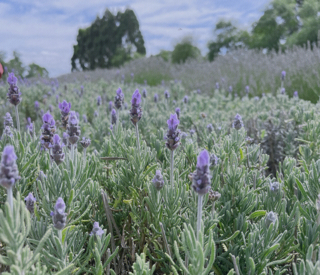 lavendertown图片