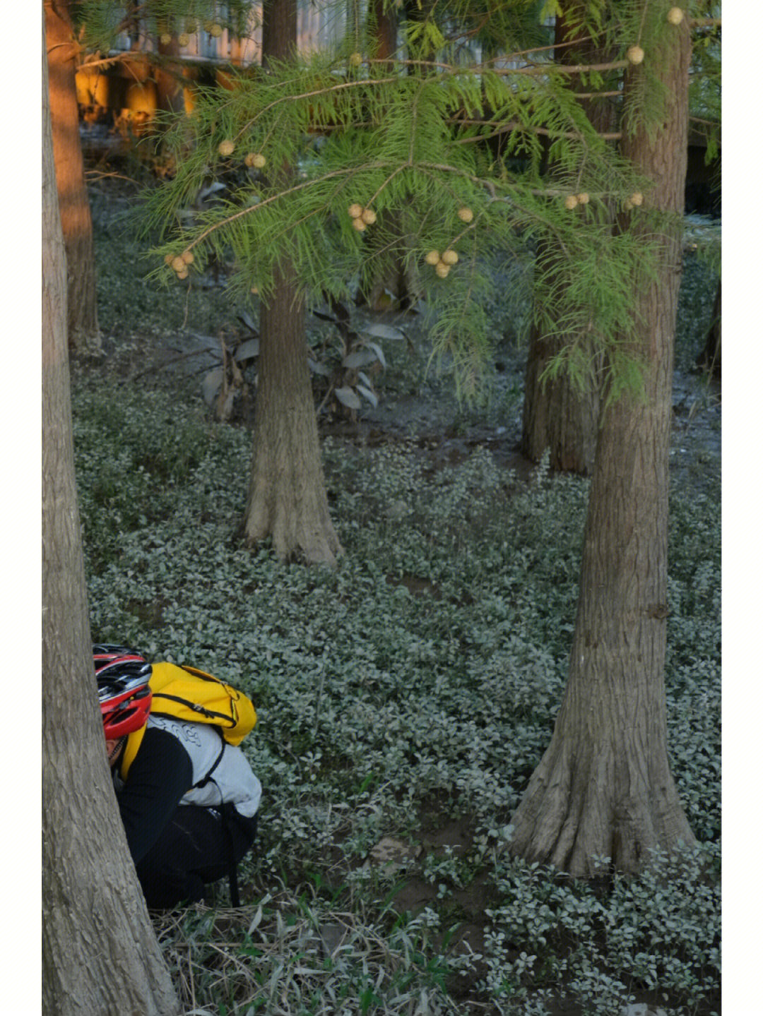 福州植物池杉