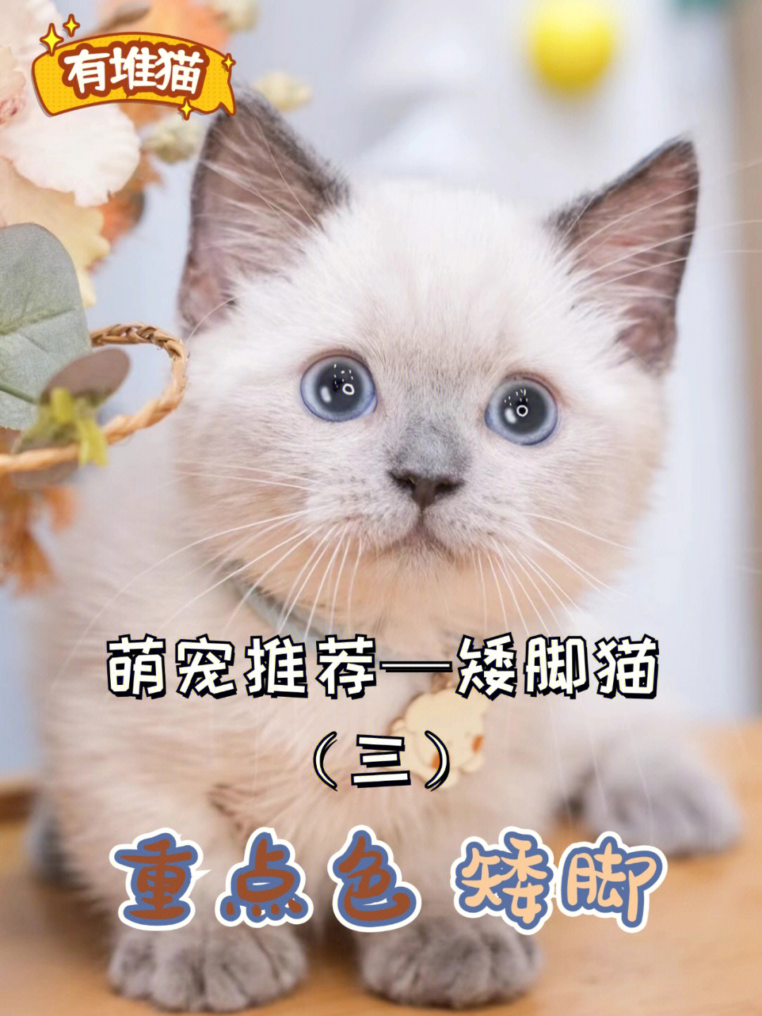 宠物我熟矮脚猫3挖煤工重点色矮脚