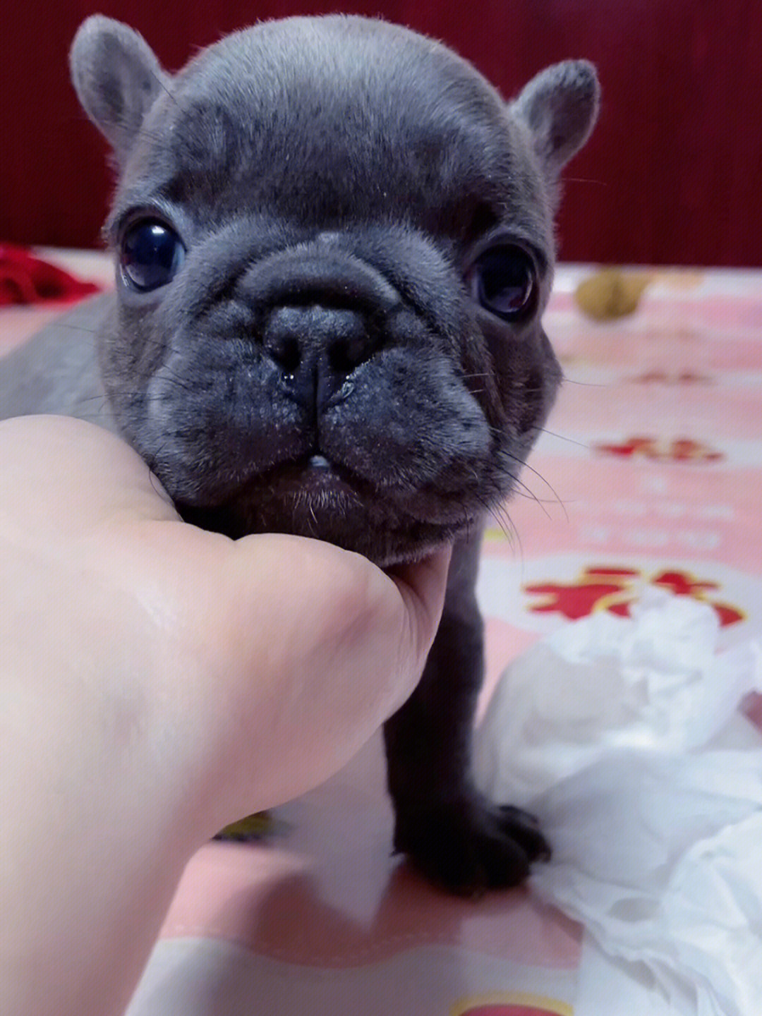 斗牛犬200块钱图片