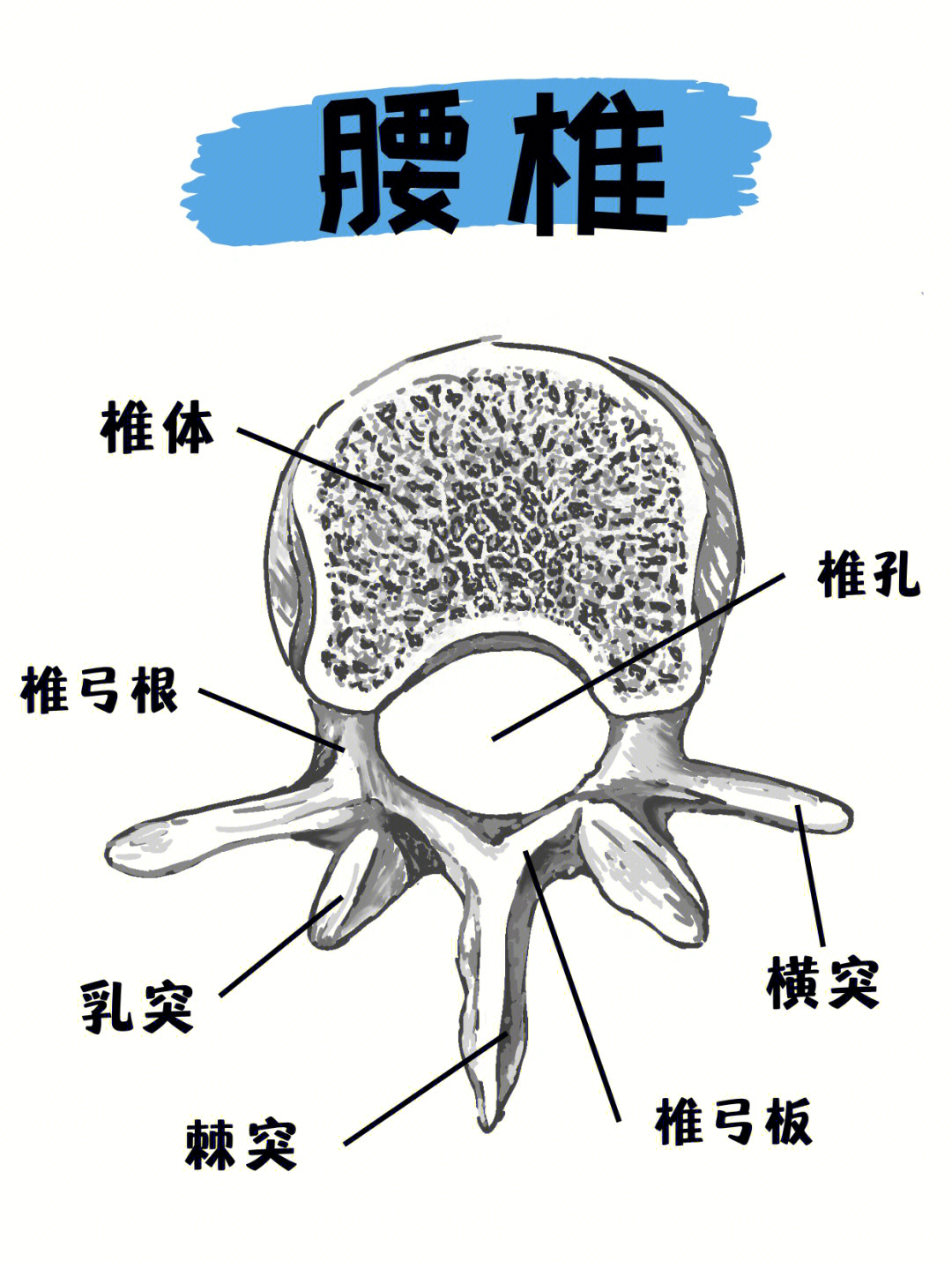 腰椎素描图图片