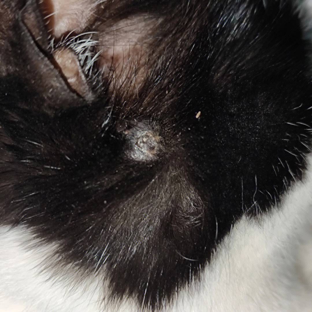 猫咪长了皮下脂肪瘤图片