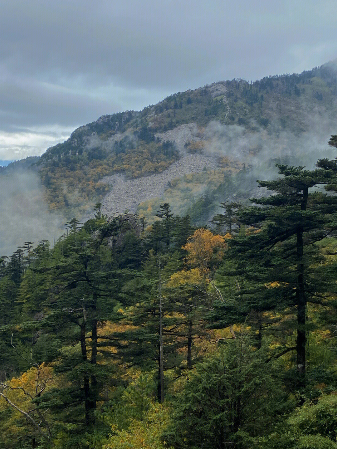 朱雀森林公园图片