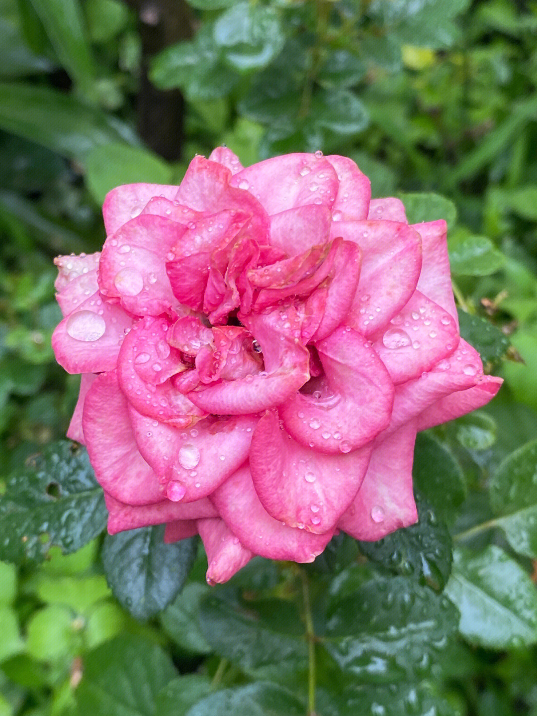 雨后图片