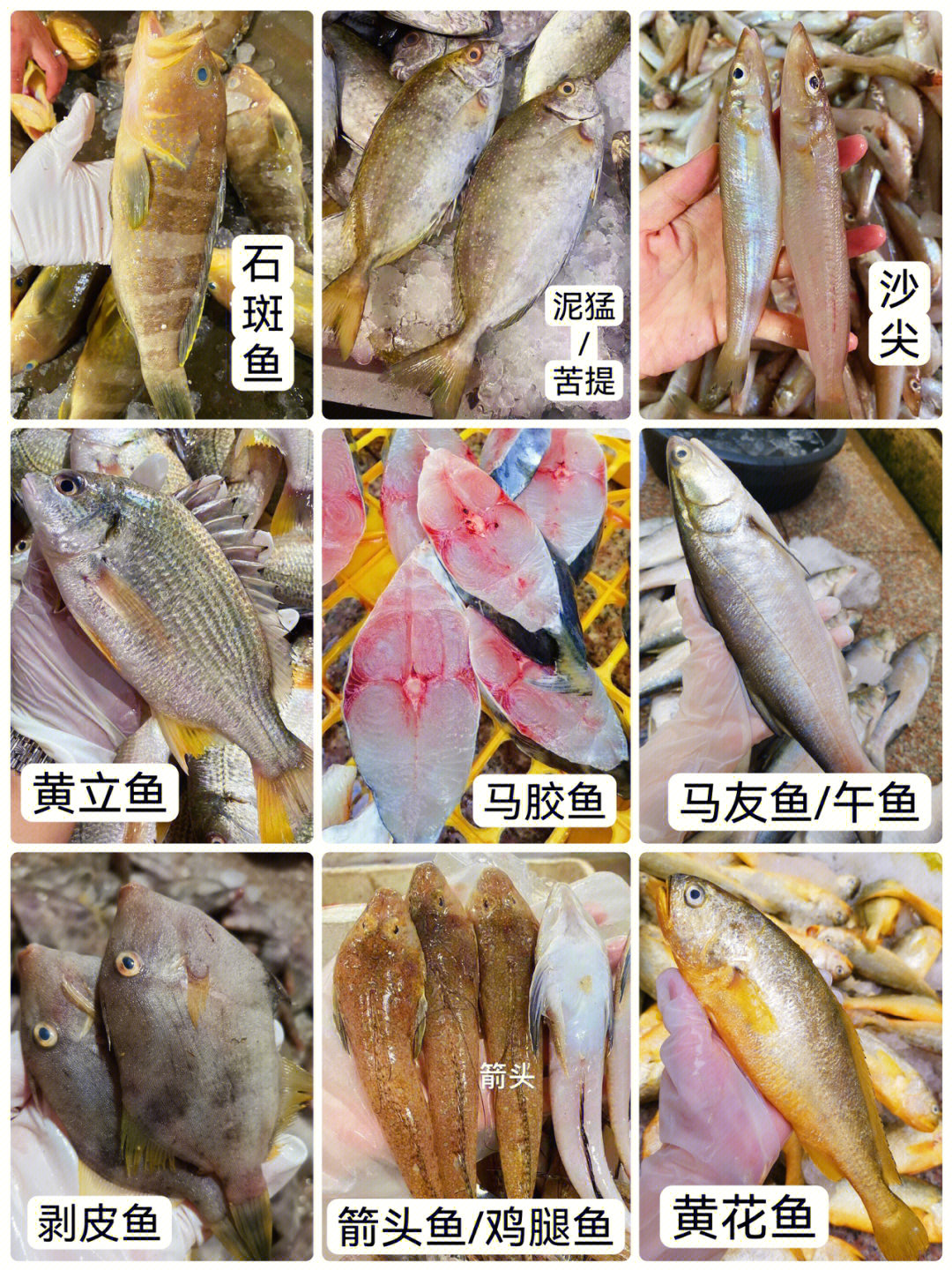 海鲜有哪些种类及名称图片