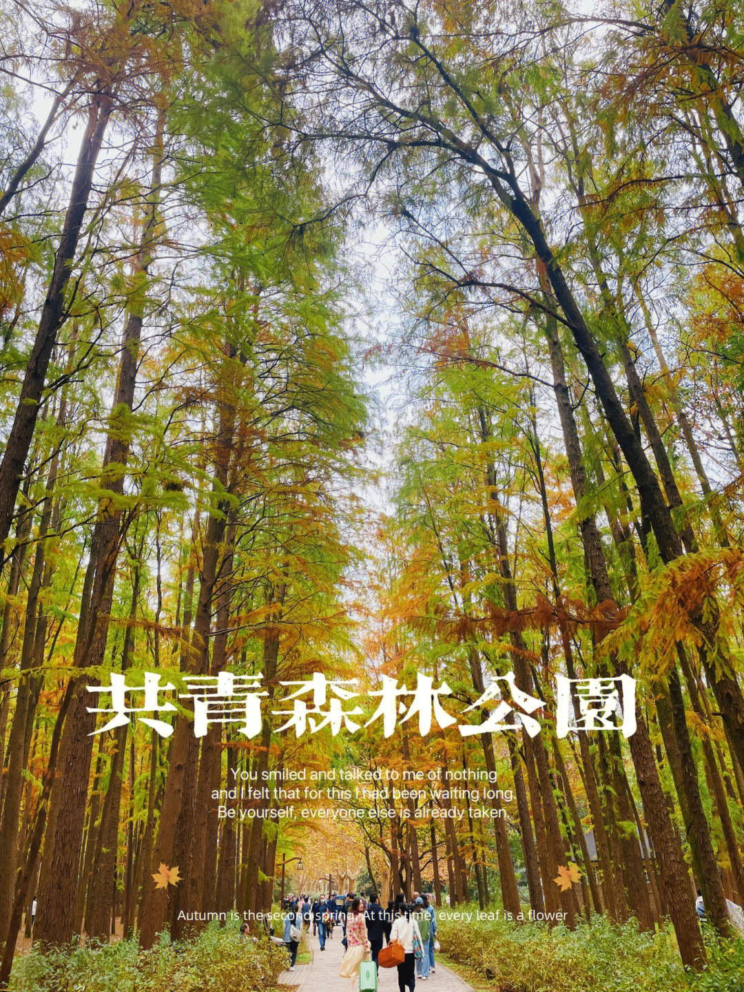 上海共青森林公园多大图片