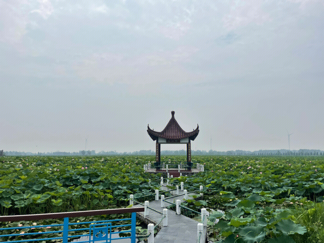 淮安荷花荡图片