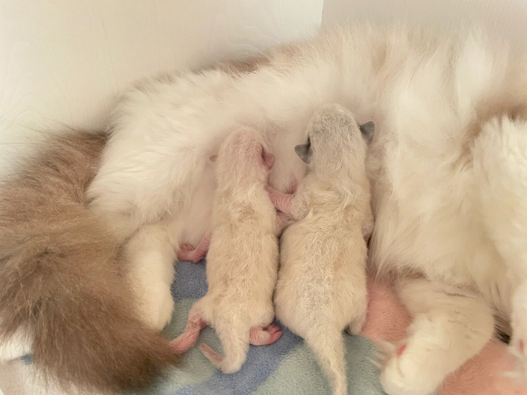 小猫咪出生第五天
