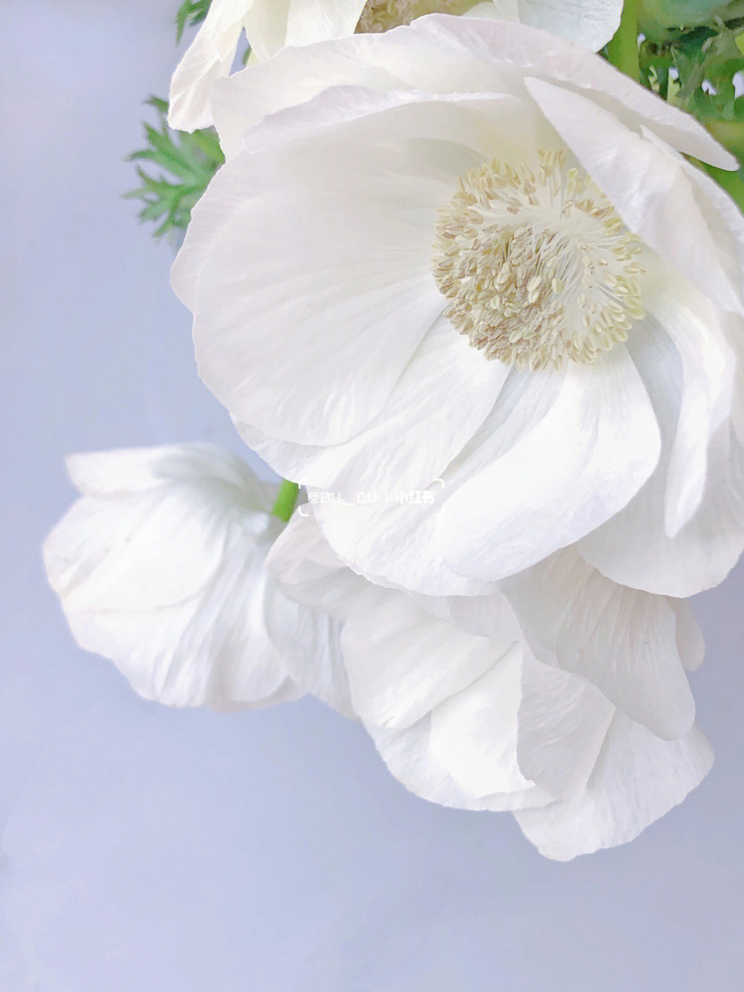 白色银莲花的花语图片