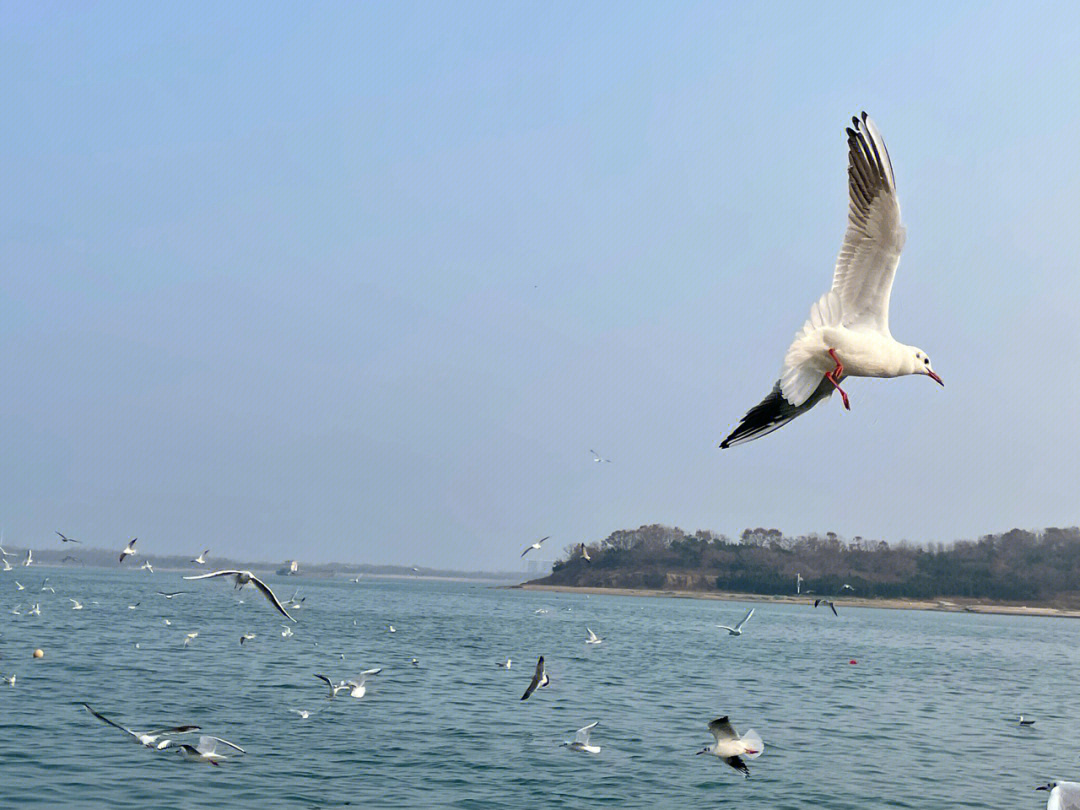 海口海鸥团伙落网图片