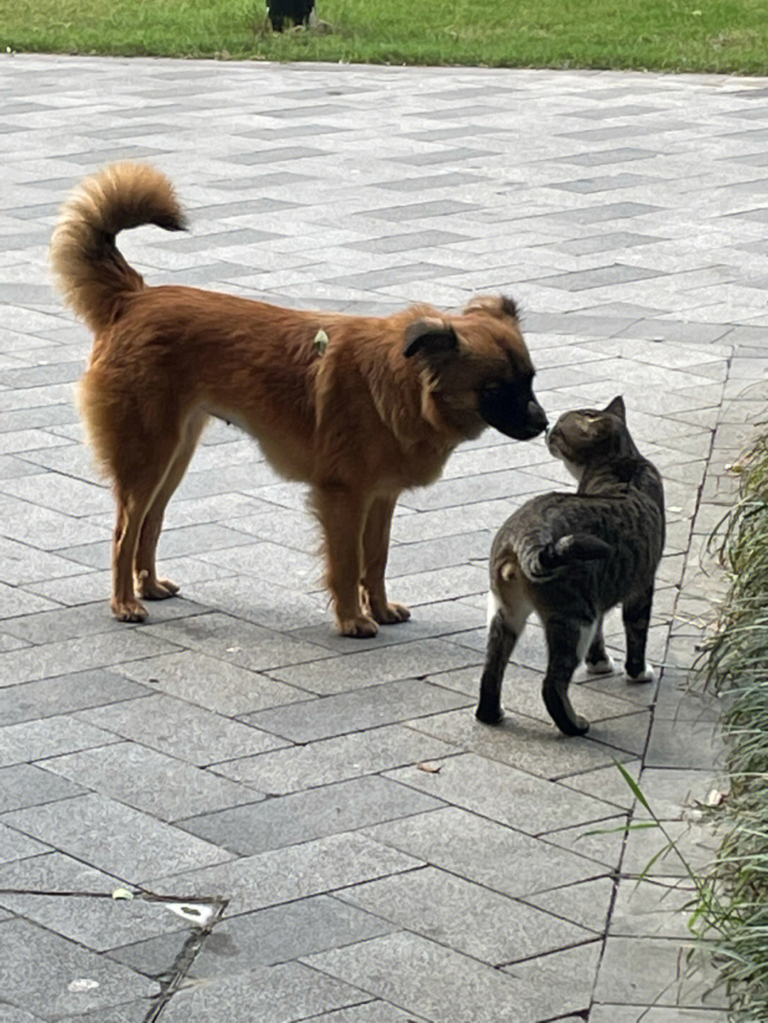 流浪狗和流浪猫手抄报图片