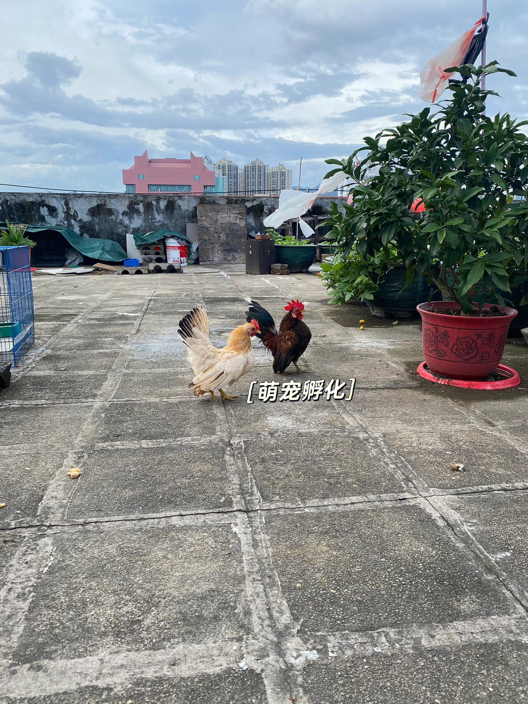 小型观赏鸡 最小图片