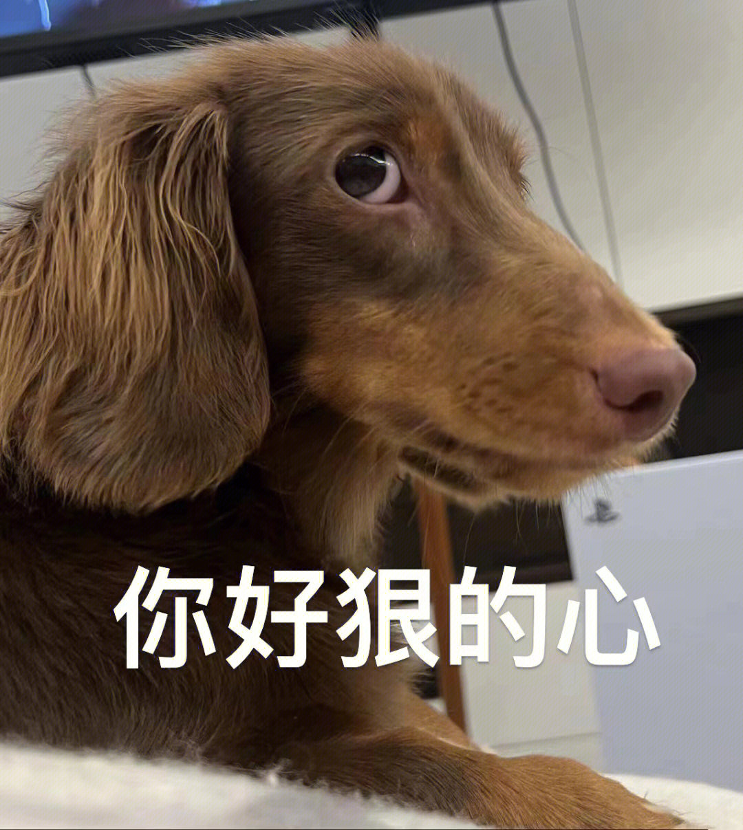 小狗狗简直受了天大委屈