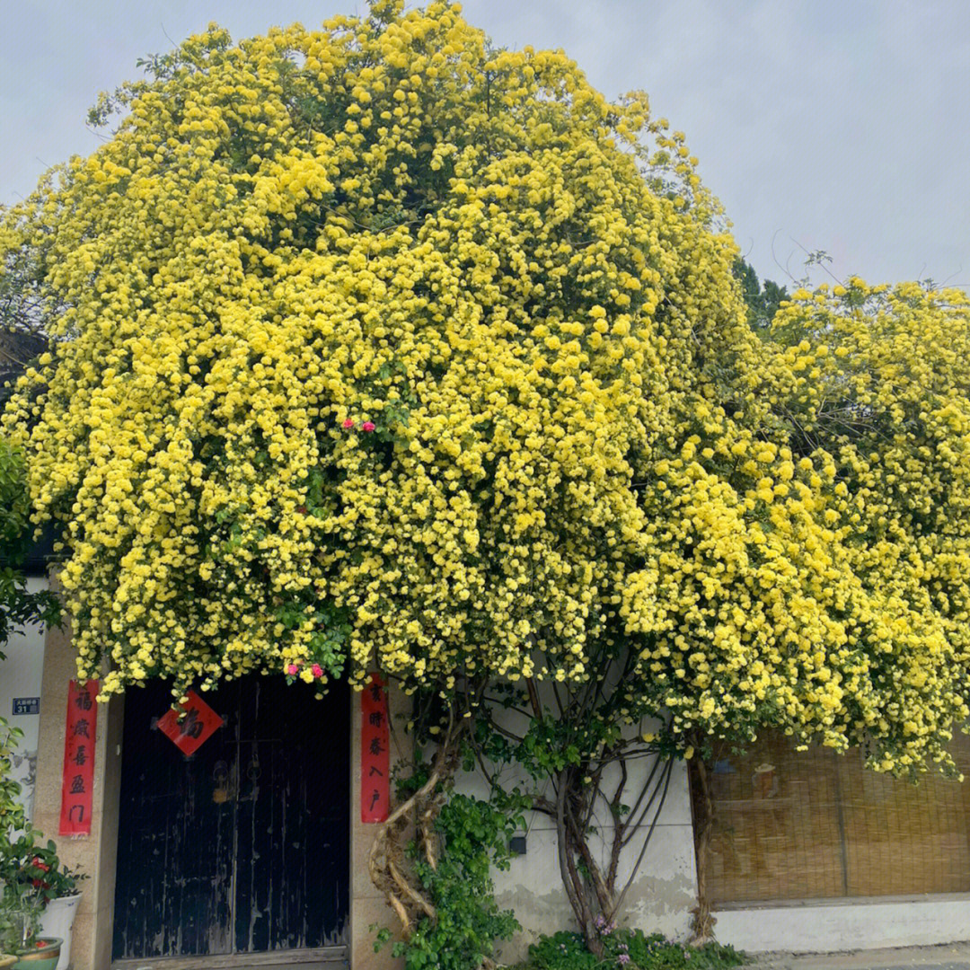 苏城花事木香花小景