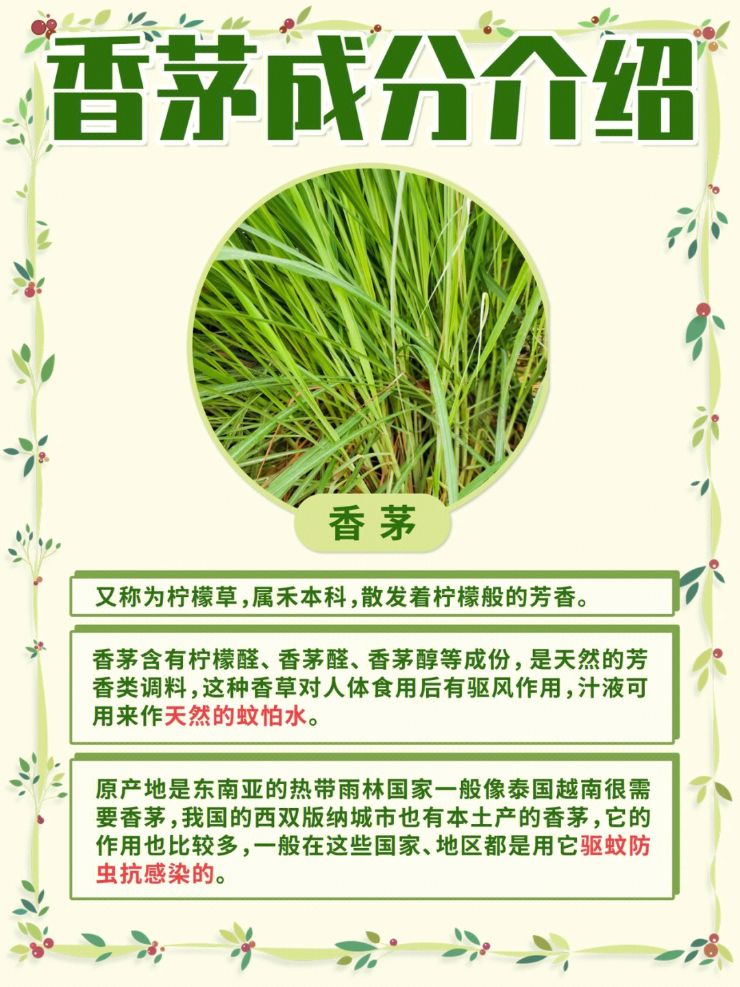 香茅根的作用图片