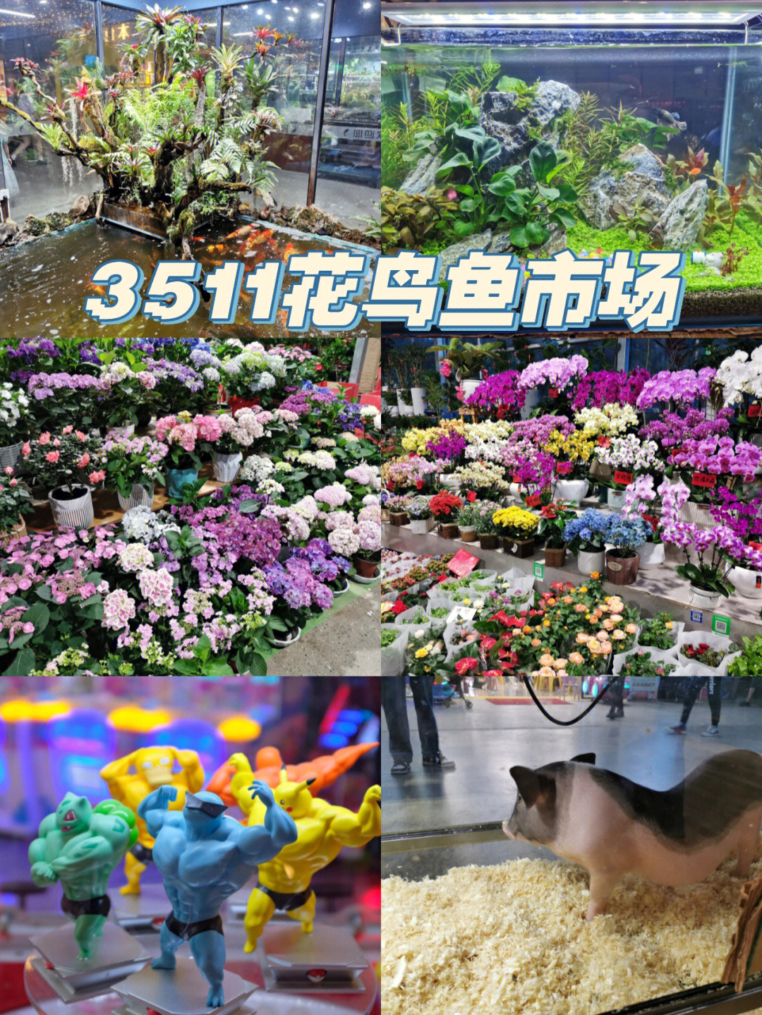 昆明路3511花卉市场图片