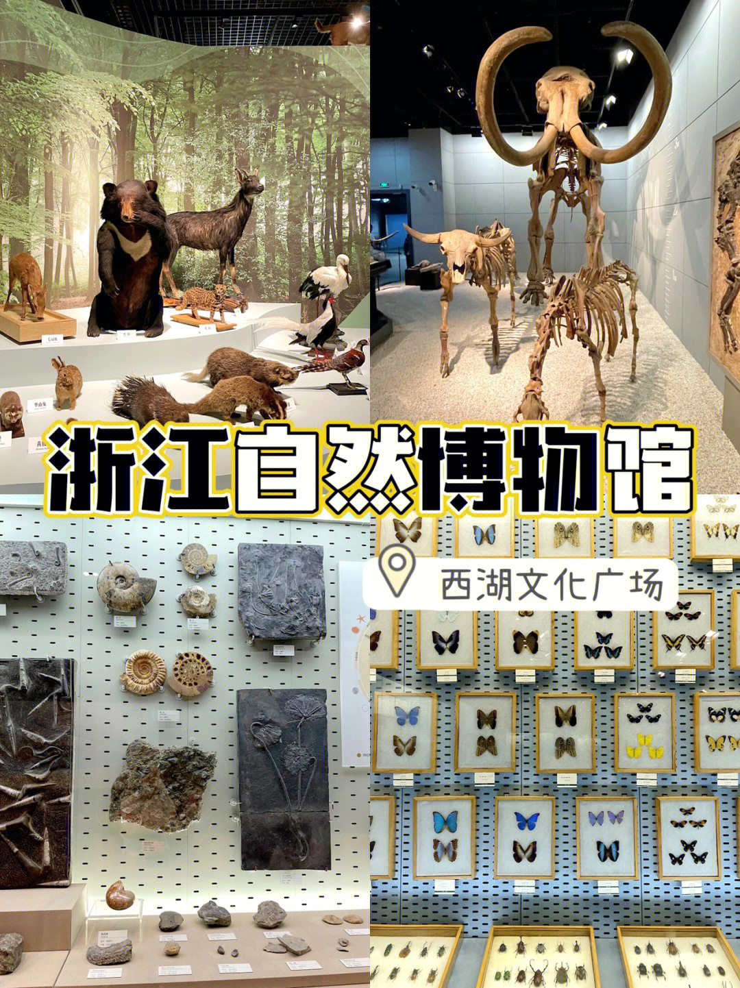 杭州自然博物馆介绍图片