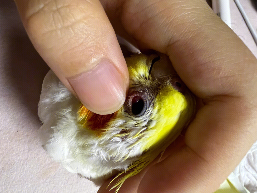 黄桃鹦鹉眼睛发炎图片图片