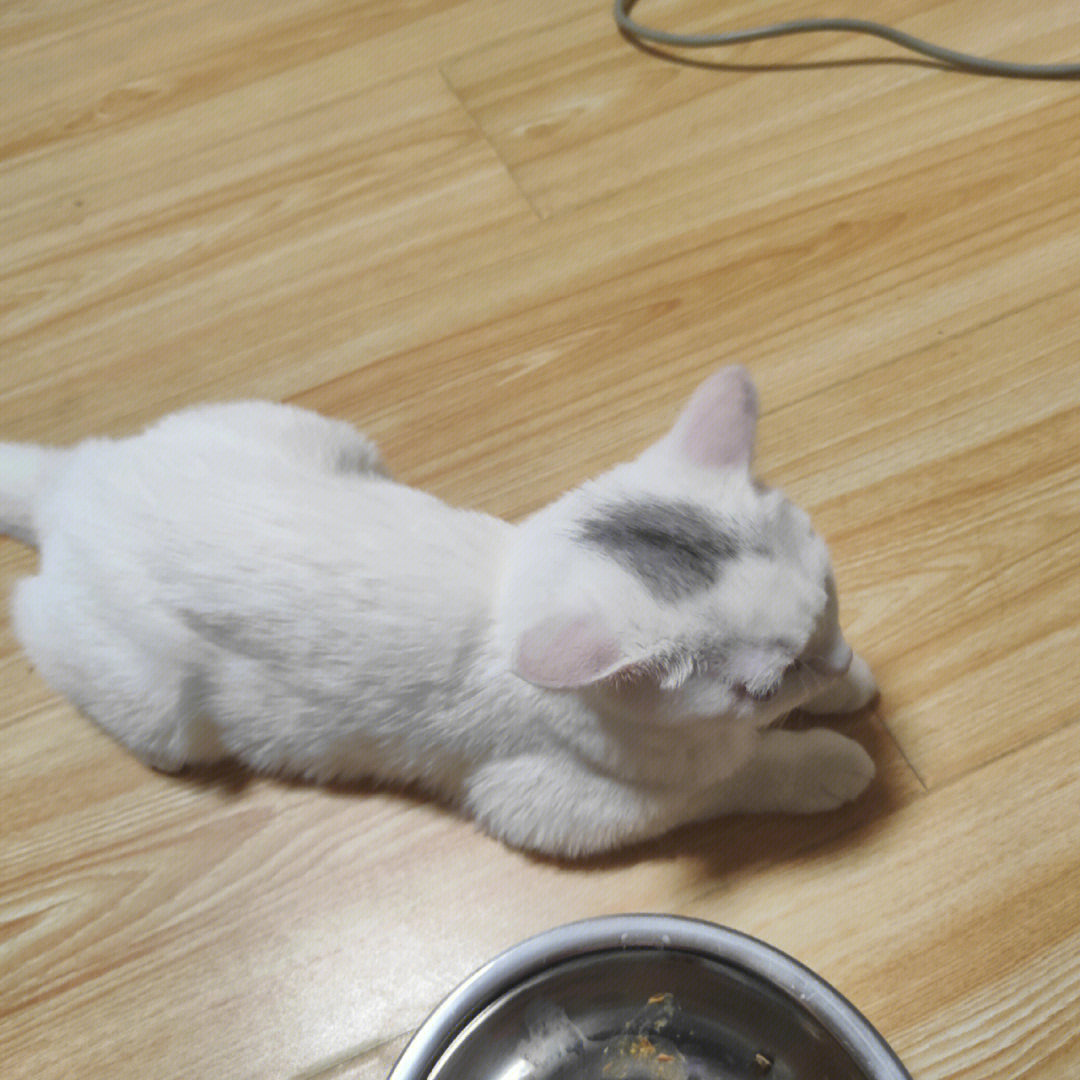 这样是母鸡蹲猫传腹吗