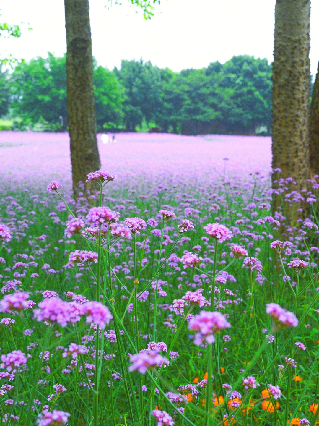 焦作市花海公园图片