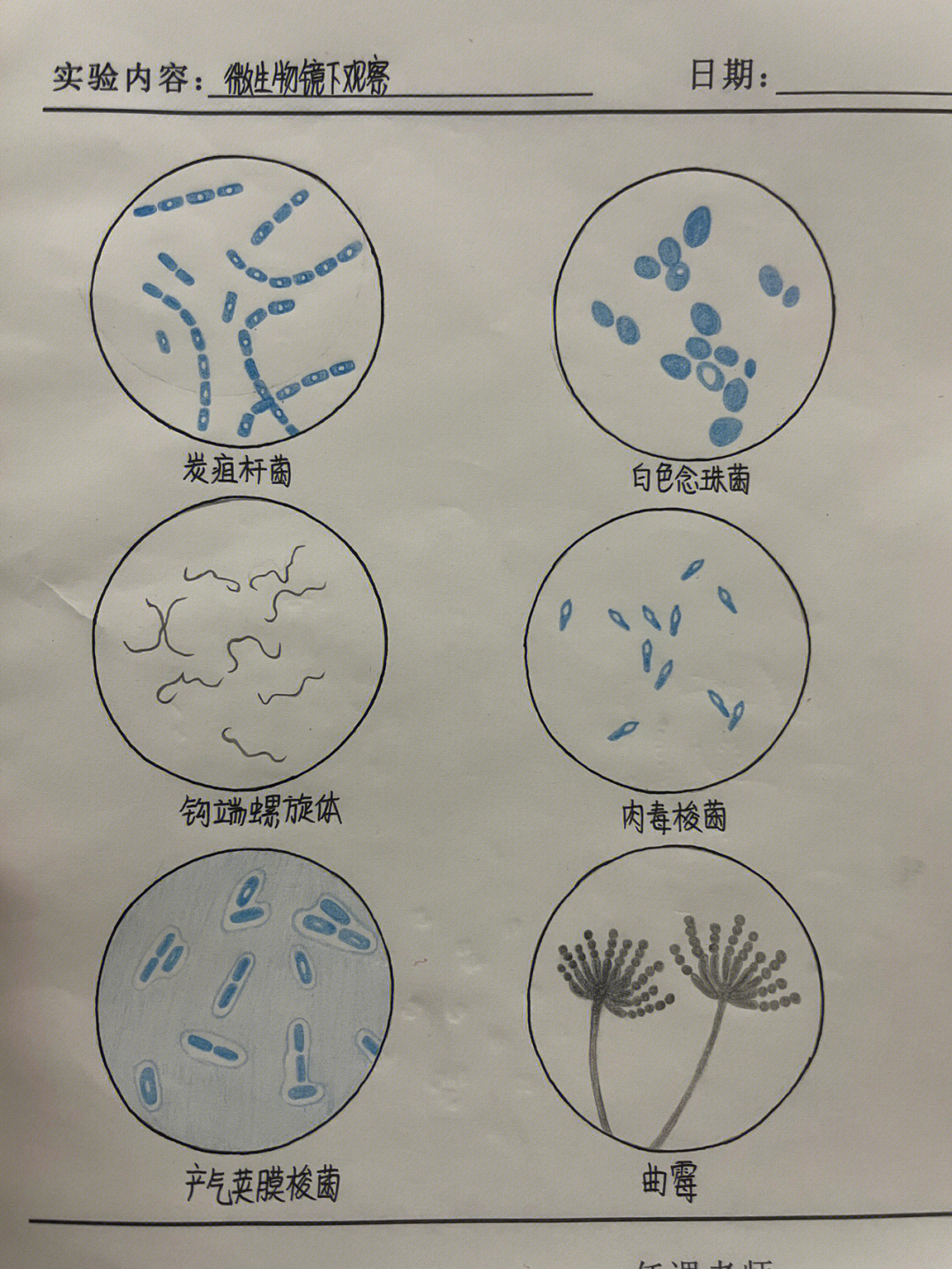 医学微生物红蓝铅笔手绘图