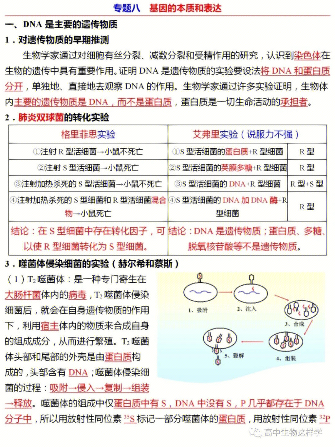 基因表达框图片