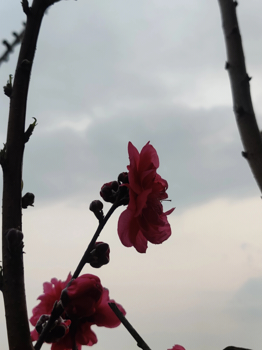 湖北经视桃花朵朵开图片