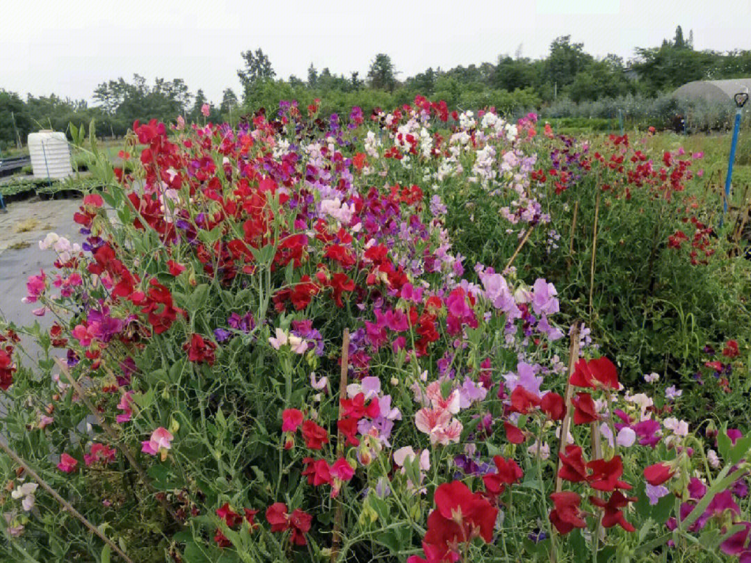 麝香豌豆花