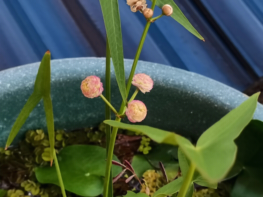 重瓣茨菇开花啦