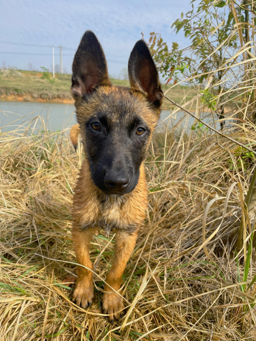 带白胸的警用马犬图片图片