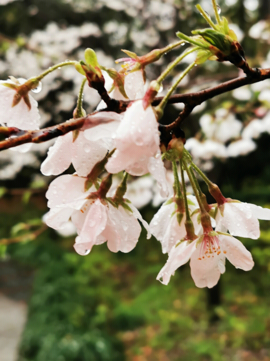 樱花雨图片高清图片