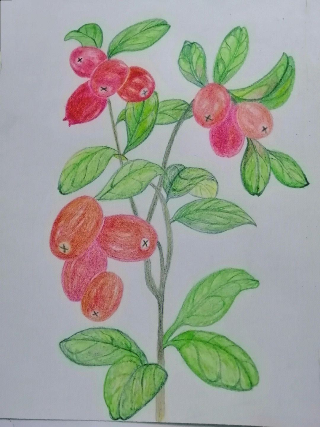 彩铅花卉红枣树