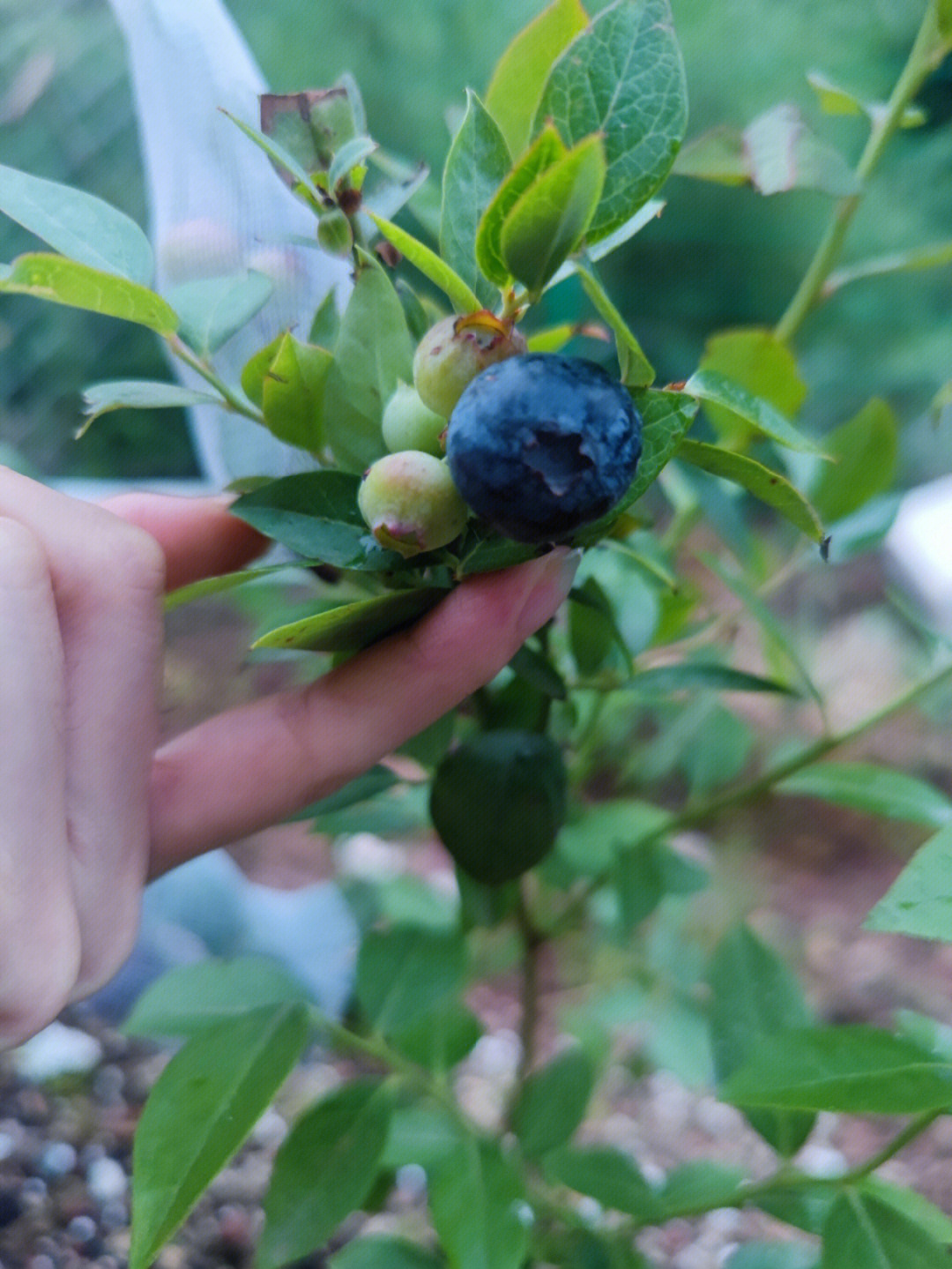 新手第一次种蓝莓这算是安全下车了吗