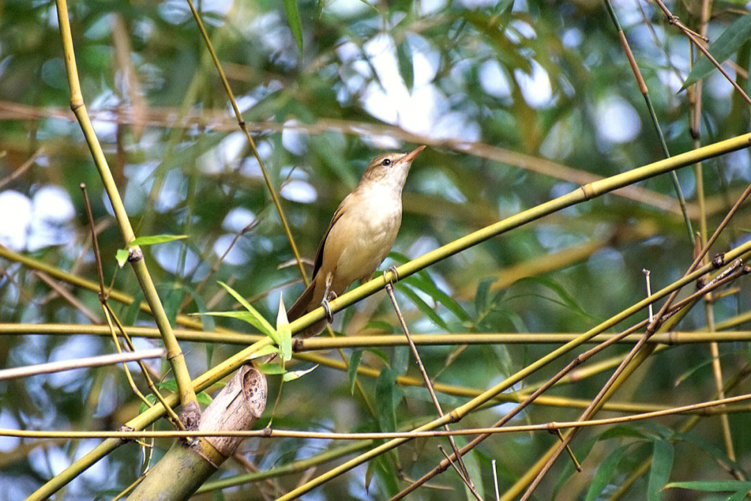 东方大苇莺(学名:acrocephalus orientalis)是莺科苇莺属的一种动物