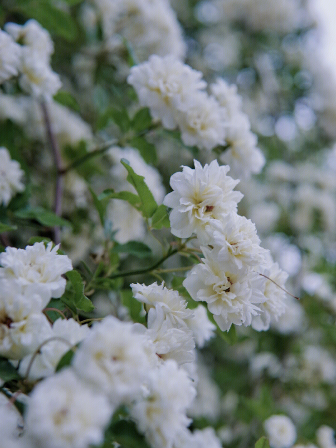 木香花