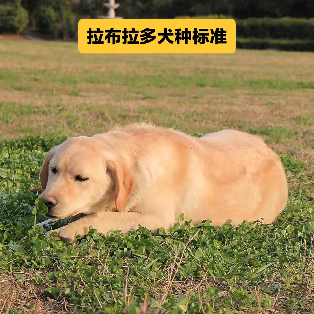 拉布拉多犬种标准和历史简要