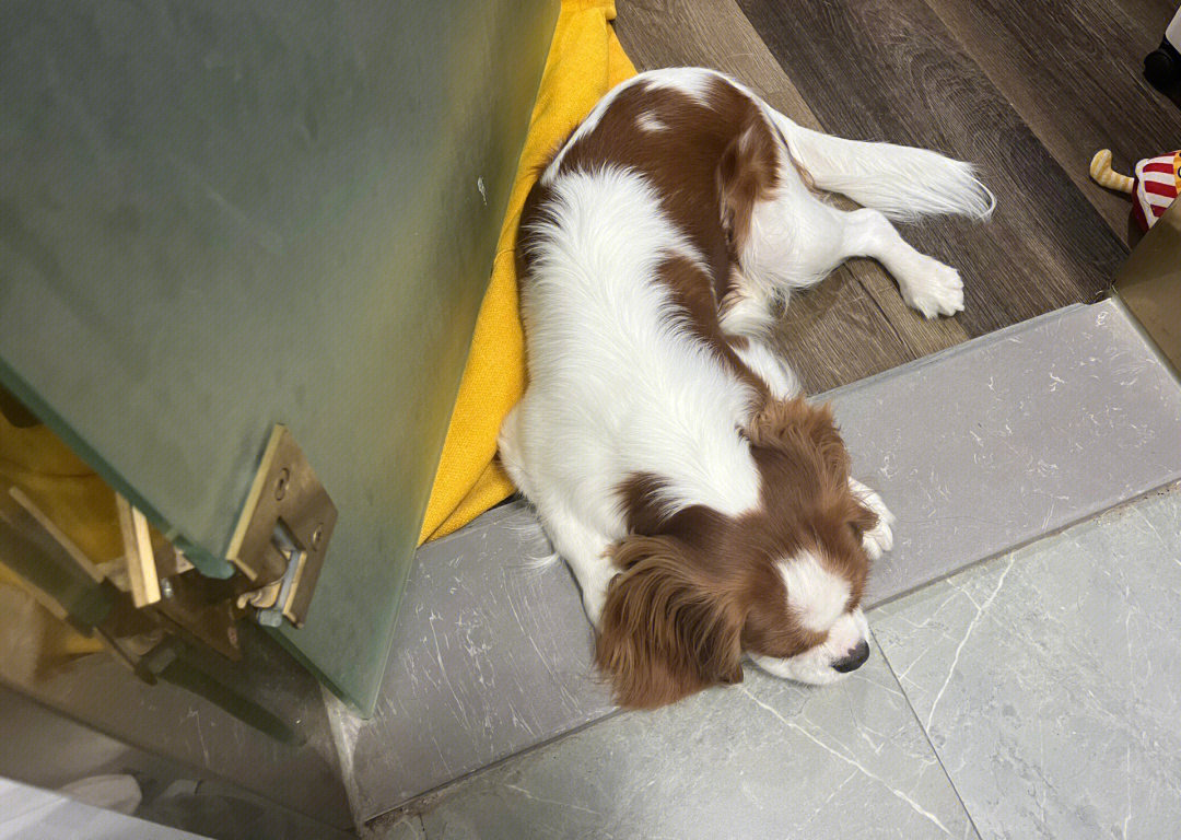 一直守在门口 还不让我关门[doge]#饼饼  #骑士查理王小猎犬  #我的萌
