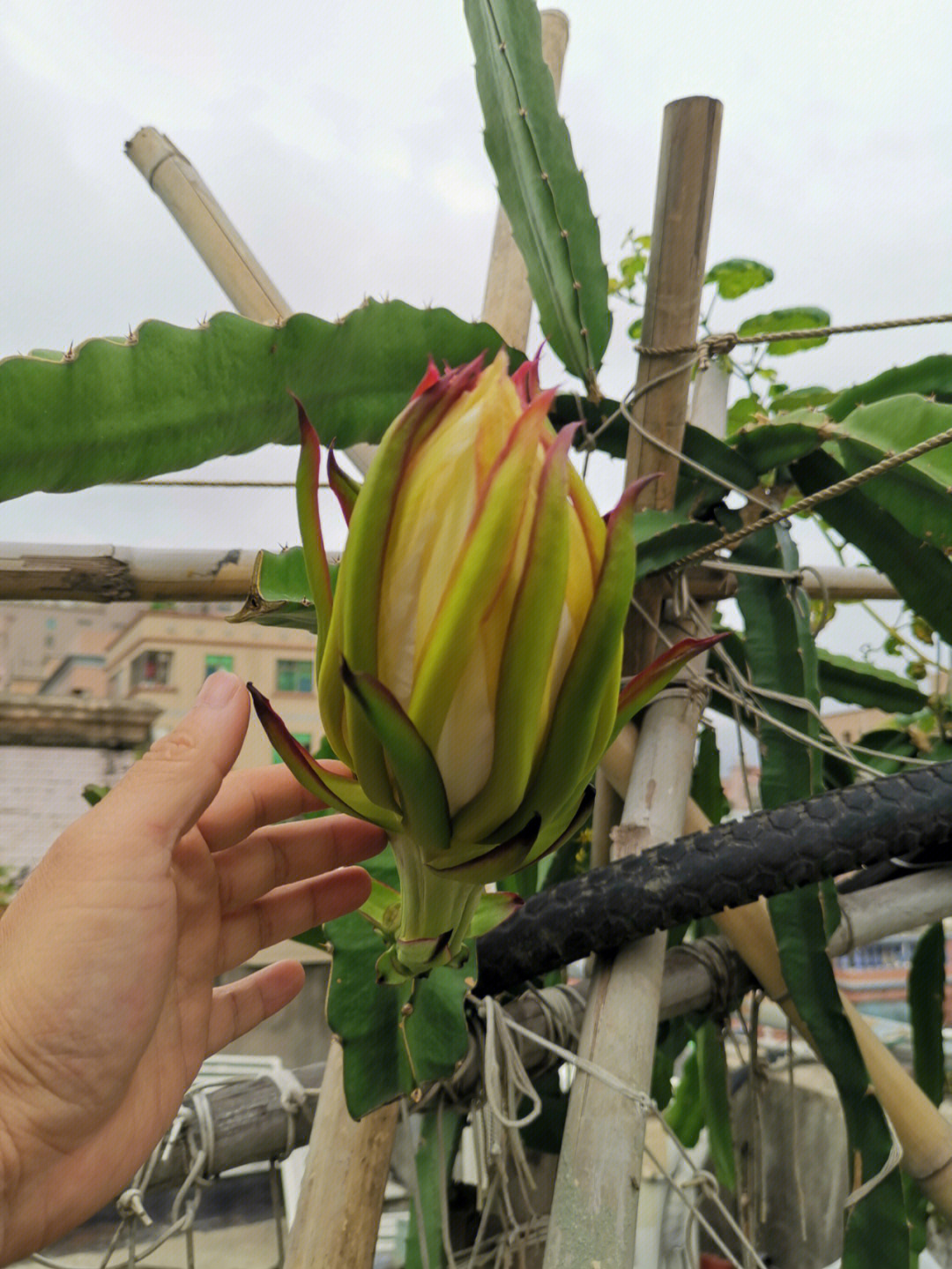 阳台火龙果的种植方法图片