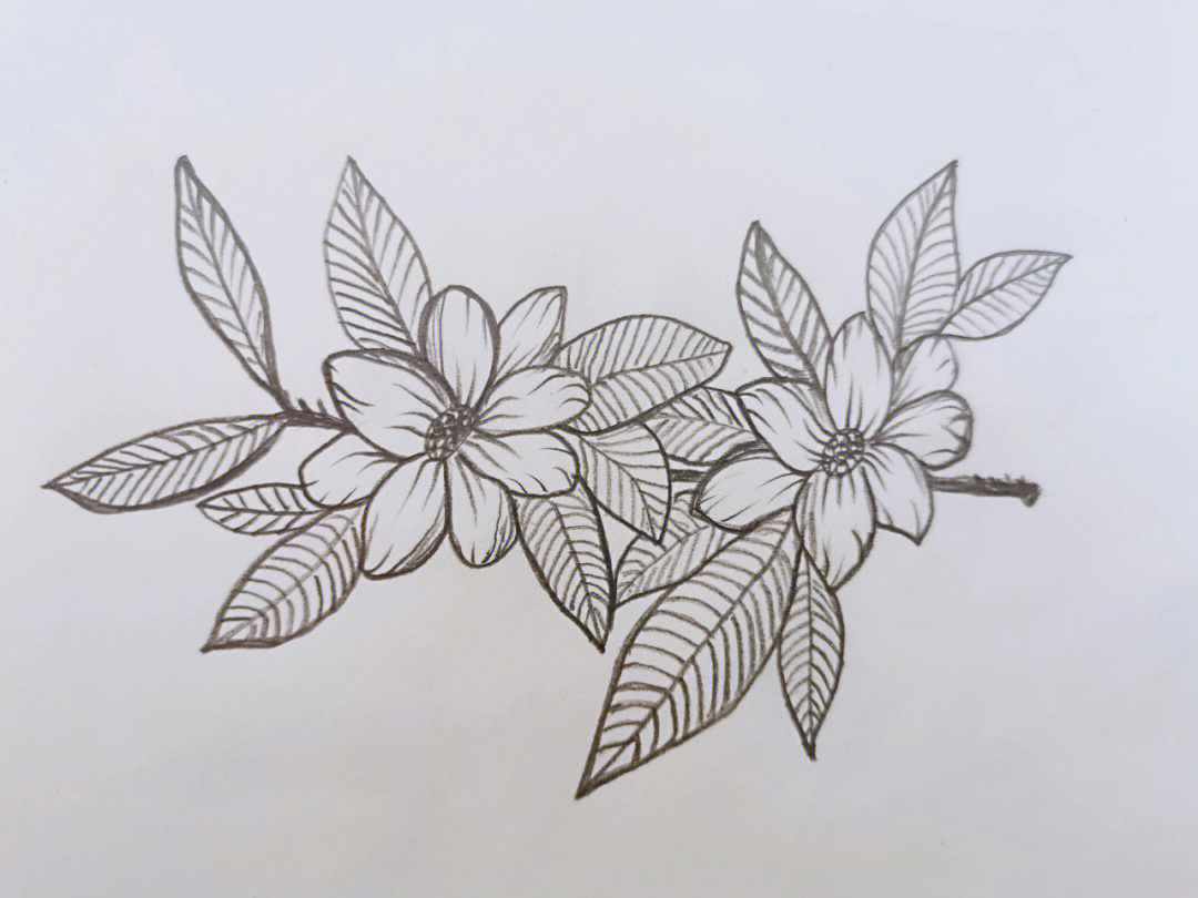 素描花卉花朵简笔画