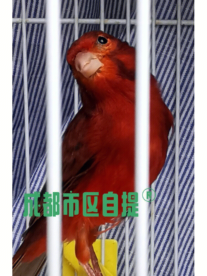 极品红桂皮鸟图片