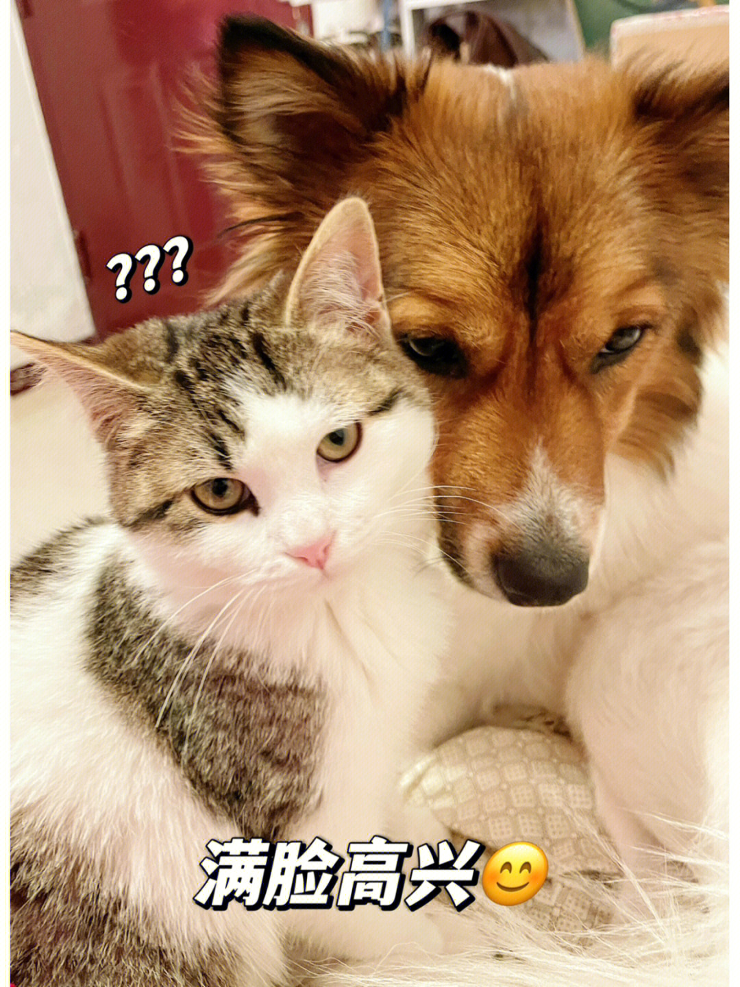 猫狗双全人如意图片