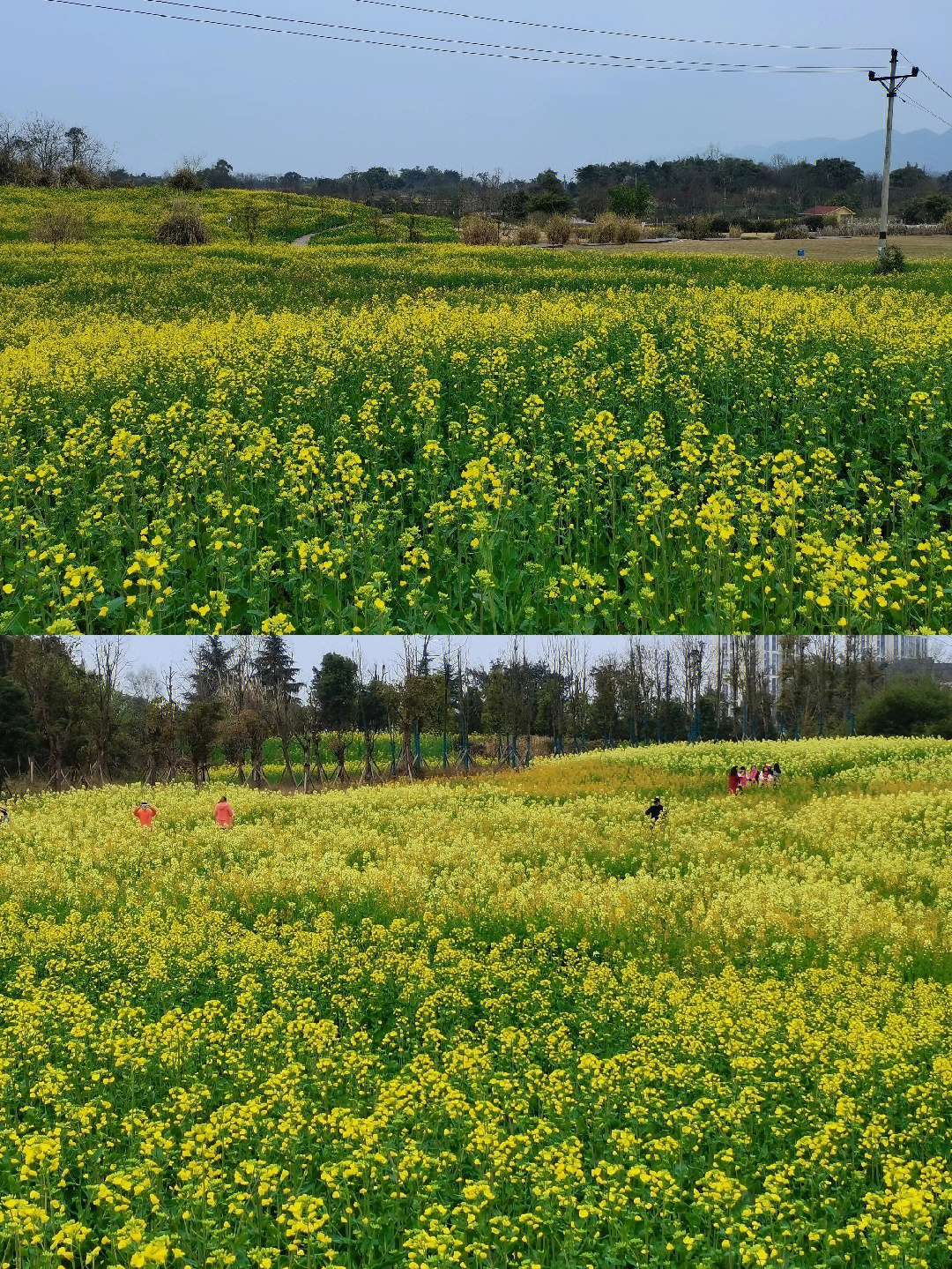 重庆油菜花小众景美人少15分钟走拢