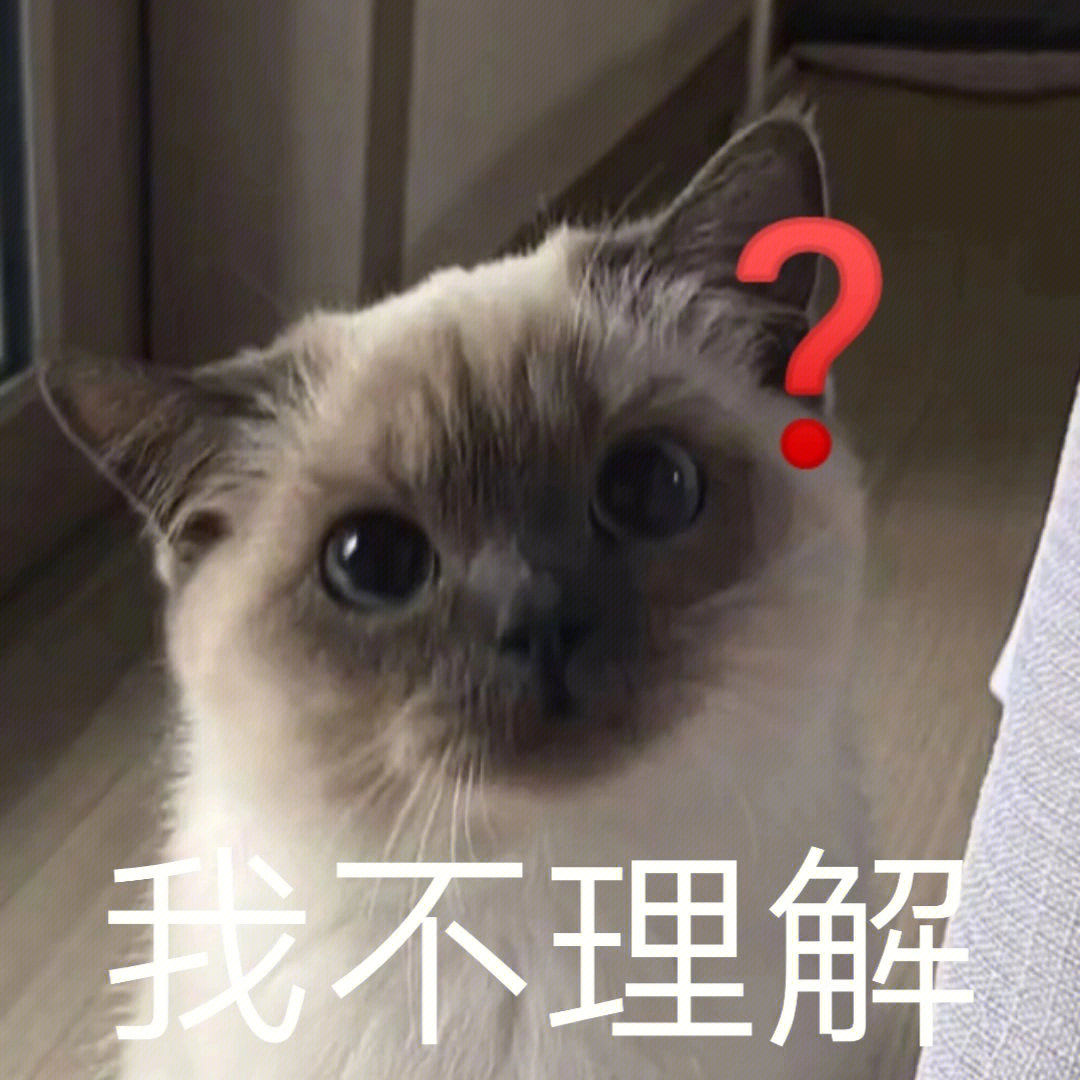 我不理解#我最爱的表情包#沙雕表情包#表情包#猫咪