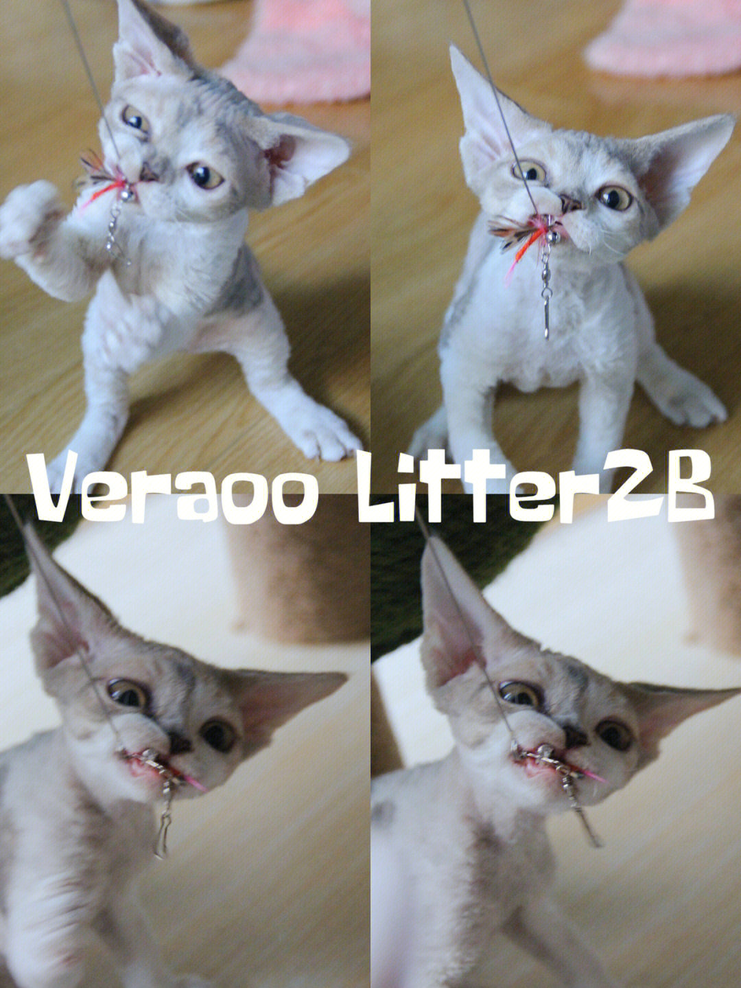 litter lifter图片