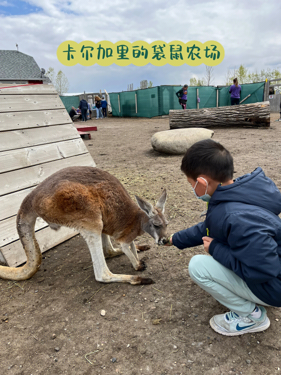 袋鼠摸狗头关爱智障图片