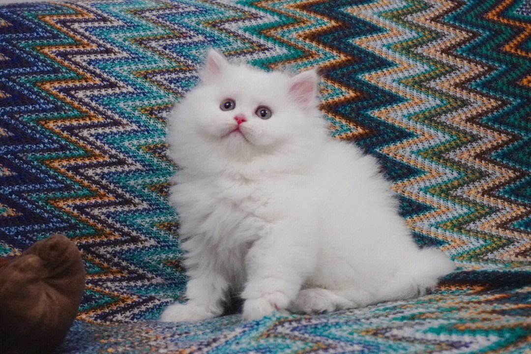 英长白猫图片