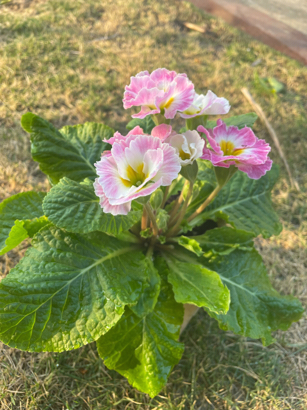 报春花的样子描写图片