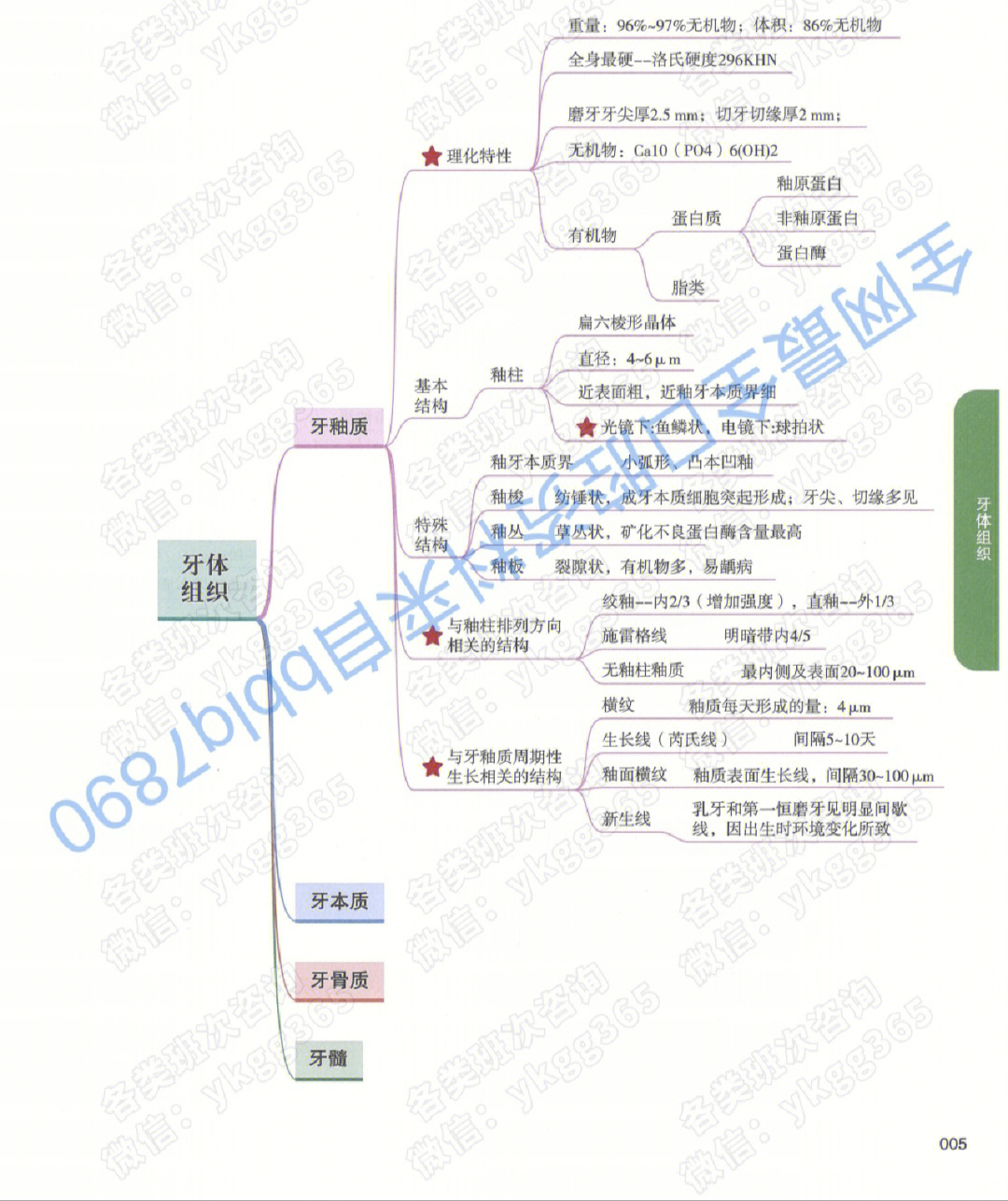 口腔基本结构思维导图图片