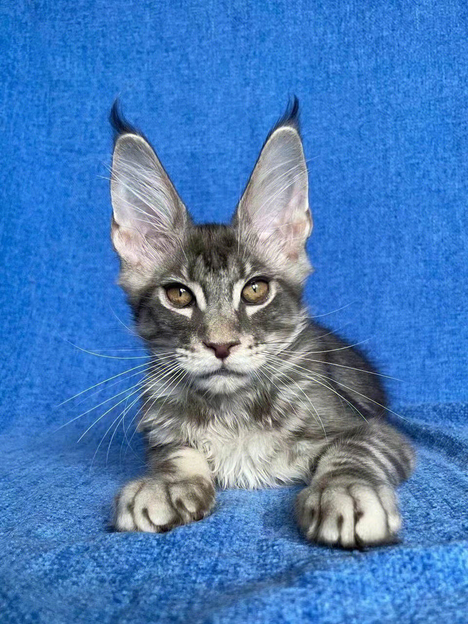 缅因猫长出了小白兔的耳朵