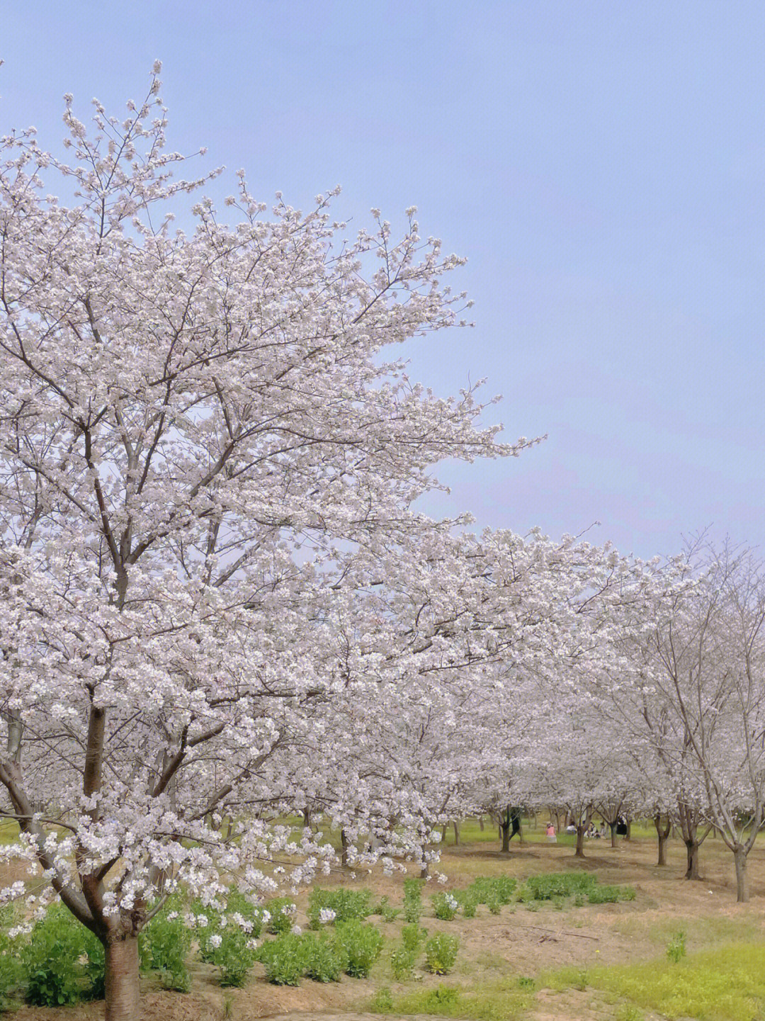 杭州樱花季四歌